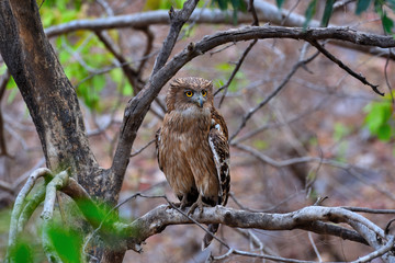 fishing owl on a branch