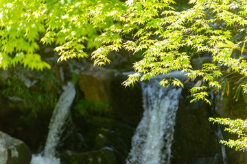 初夏の渓流と滝