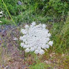 A large white flower in nature