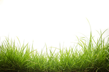 Fototapeta premium green grass on white background