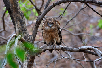 fishing owl on a branch