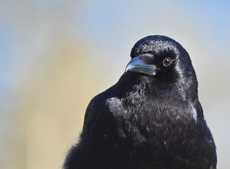 crow in detail