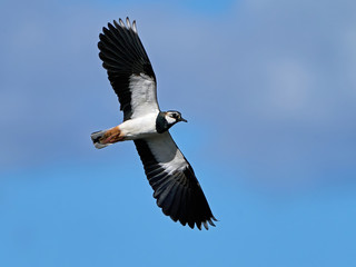 Northern lapwing (Vanellus vanellus) in its natural enviroment