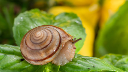 Snail on a green leaf.