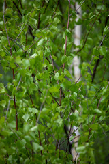 green leaves in the forest