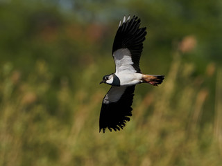 Northern lapwing (Vanellus vanellus) in its natural enviroment