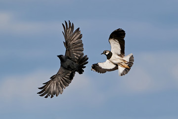 Northern lapwing (Vanellus vanellus) in its natural enviroment