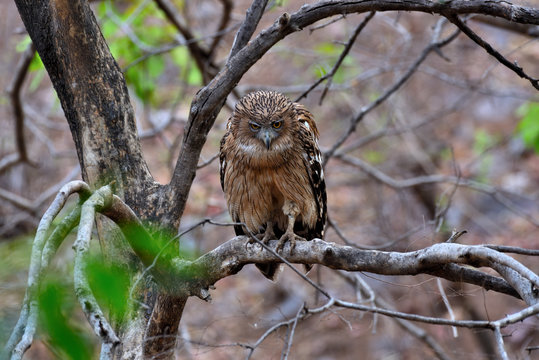 fishing owl on a branch © MRINAL NAG