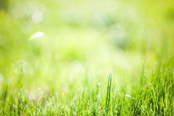 Foto auf Acrylglas Gras Abstrakter frischer grüner Grashintergrund