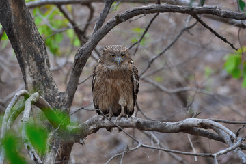 fishing owl on a branch