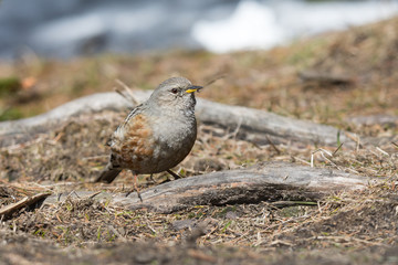 Alpine Accentor (Prunella collaris, Sturnus collaris) in Carpathian Mountains, Beskid Sądecki, Poland