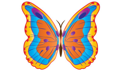 butterfly isolated on white background