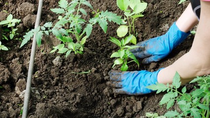 Hands in gloves plant seedlings of sweet pepper.
