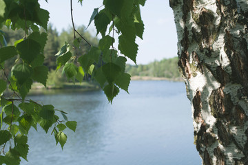 Sunny landscape with a lake and birch.