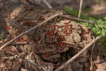 red ants on a tree