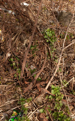green moss on the ground