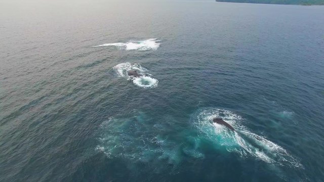 Humpback Whale Watching off Isla Conadora, Las Perlas Panama Aerial View