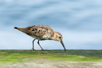 Dunlin (Calidris alpina) feeding on the mossy breakwater, coast of Baltic Sea, Poland, Europe