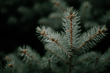Close up photo of green pine needles on the right side of the image. Blurred pine needles in the background. A simple green branch of a Christmas tree.