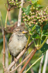 House Sparrow (Passer domesticus), juvenile male, perched on a branch of a wild elderberry bush known also as black elder (Sambucus nigra L.)