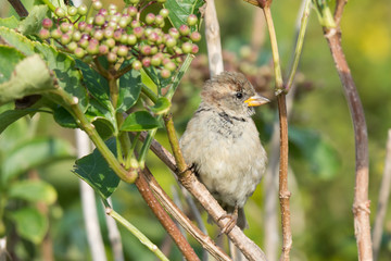 House Sparrow (Passer domesticus), juvenile male, perched on a branch of a wild elderberry bush known also as black elder (Sambucus nigra L.)