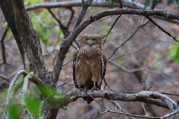 fishing owl on a branch