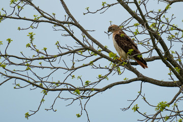 Hawk in Tree with New Leaves