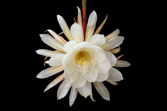 Night-blooming cereus, Princess of the Night flower. Front View
