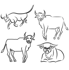 Freehand drawing of the bulls, a symbol of the new year. Linear art set