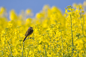 Western yellow wagtail (Motacilla flava), male perched in flowering rape (rapeseed) field in spring, Poland