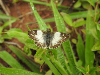 butterfly on a leaf