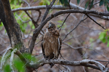 fishing owl on a branch