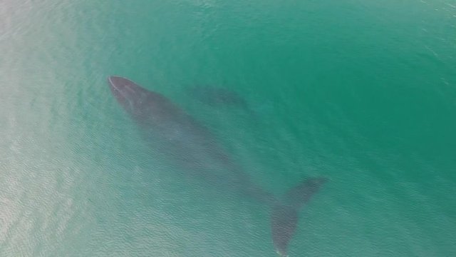Humpback Whale Watching off Isla Conadora, Las Perlas Panama Aerial View