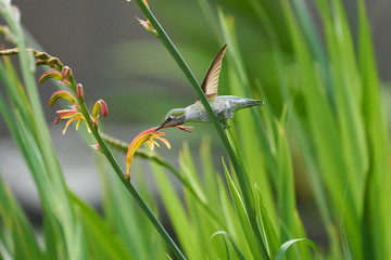 Hummingbird flying and feeding on Lucifer Flowers. Side and Back views.