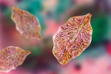 Fasciola hepatica, or liver fluke