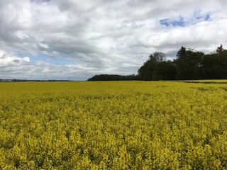 Obraz premium Ein blühendes Rapsfeld und Bäume bei Merklingen auf der Schwäbischen Alb (Alb-Donau-Kreis).