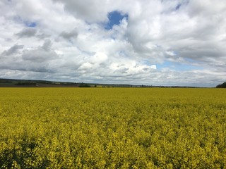 Obraz premium Ein blühendes Rapsfeld mit teils bewölktem Himmel in Merklingen auf der Schwäbischen Alb (Alb-Donau-Kreis).