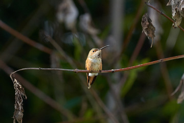 Hummingbird Resting on Ficus Branch Bottom Front View.