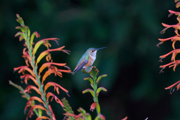 Hummingbird Resting on Lucifer flowers Side view Right facing 