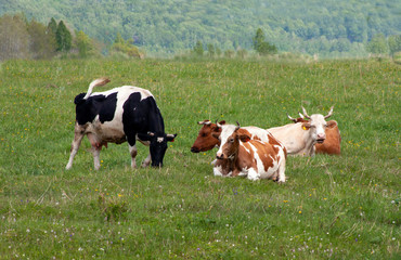 Fototapeta na wymiar Red and black and white cows graze in a meadow with fresh grass and flowers. Horizontal photo