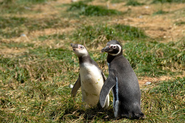 A young Magellanic Penguin and an Adult at Magdalena Island, Chile