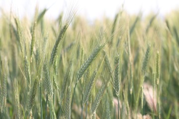 green field of barley 