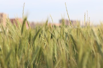 green field of barley 