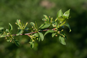 Macro view of apple twig with new leaves, buds and buttons in a sunny day in spring