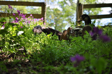 Duck Flock Beyond the Gate of Backyard Fence