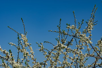 Branches of blooming plum tree with tiny white flowers in the garden in spring against background of bright blue sky