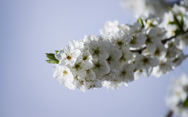 flor del cerezo. Floracion del cerezo. Flores blancas