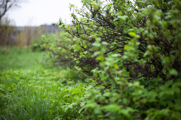  Young blackcurrant leaves on  branches