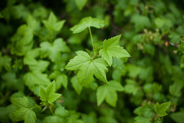  Young blackcurrant leaves on  branch
