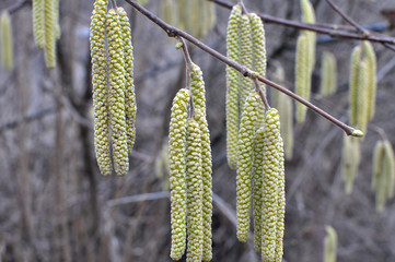 Fototapeta premium In the spring, hazel (Corylus avellana) blooms in the forest